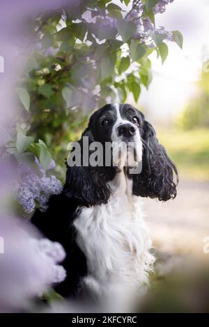springer spaniel anglais dans le lilas Banque D'Images
