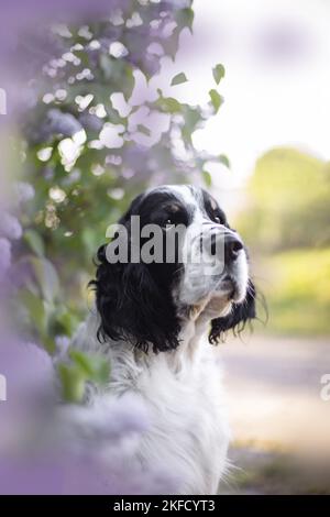 springer spaniel anglais dans le lilas Banque D'Images