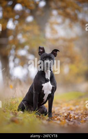 Sitting Bull-Terrier Américain de mine Banque D'Images
