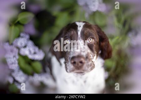 springer spaniel anglais dans le lilas Banque D'Images