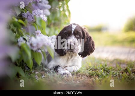 springer spaniel anglais dans le lilas Banque D'Images