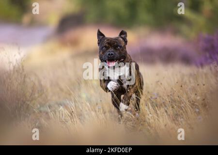 Staffordshire Bull Terrier dans la bruyère Banque D'Images