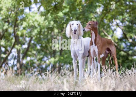 Azawakh et Saluki Banque D'Images