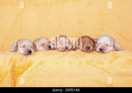 Chiots de Labradoodle jaune Banque D'Images