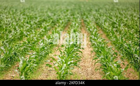 image détaillée du jeune maïs planté en rangées Banque D'Images