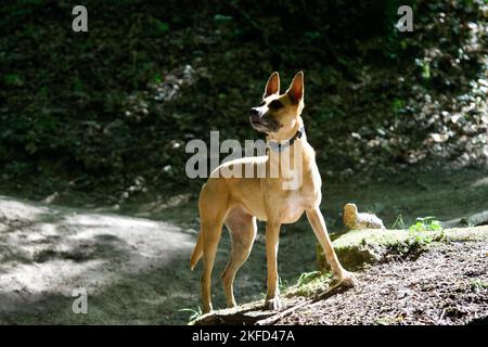 Chien malinois posant dans un sunbeam au milieu d'une forêt près de Lyon par une chaude journée Banque D'Images