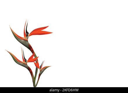 bouquet de fleurs trois tiges d'un oiseau de paradis sur fond blanc Illustration de Vecteur