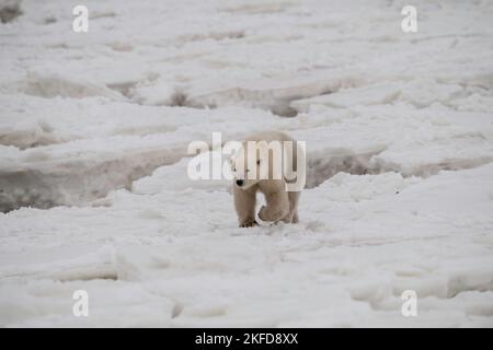 Ours polaire Churchill Banque D'Images