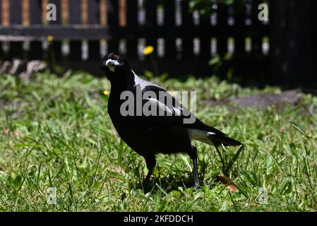 Magpie australienne femelle debout sur l'herbe dans une cour de banlieue, regardant directement au premier plan avec sa tête inclinée d'une manière Quizzique Banque D'Images