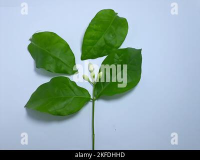 Gros plan isolé sur les feuilles et les fleurs de jasmin blanches Banque D'Images