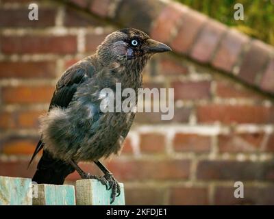 Un gros plan d'un Jackdaw (Coloeus monedula) assis sur une clôture en bois Banque D'Images