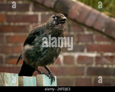 Un gros plan d'un Jackdaw (Coloeus monedula) assis sur une clôture en bois Banque D'Images