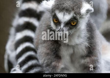 Gros plan d'un lémurien à queue annulaire (Lemur catta) au zoo d'Atlanta, près du centre-ville d'Atlanta, en Géorgie. (ÉTATS-UNIS) Banque D'Images