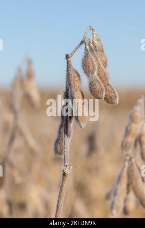 Séchage du soja (Glycine max) en attente de récolte dans le comté de Warren, Illinois Banque D'Images