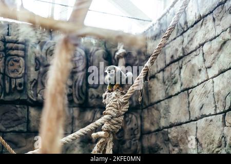 ecureuil singes communs d'écureuil au zoo. Banque D'Images