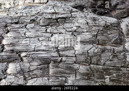 Arrière-plan de l'écorce de l'arbre brûlé. Texture inclinable du bois brûlé. Mise au point sélective Banque D'Images