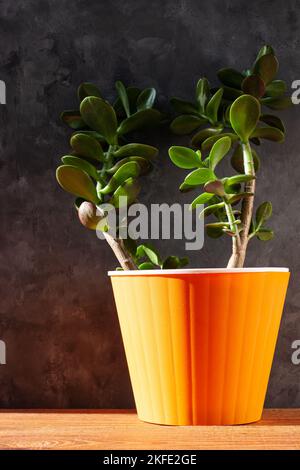 Plante succulente dans pot orange. Renne créatif avec cornes vertes dans un style minimaliste. Décoration intérieure minimaliste, jungle urbaine. Jour de la terre, animal Banque D'Images