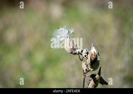 La plante de l'asclépias syriaca (asclépias syriaca) est allée à la graine. Beaucoup de papillons de laitoued, y compris le monarque, comptent sur cette plante exclusivement comme un sou alimentaire Banque D'Images