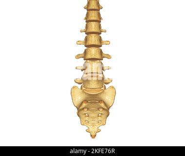 Acquisition CT du rendu du rachis lombaire 3D montrant le profil du rachis humain. Système musculo-squelettique corps humain. Courbe de contrôle de structure. Étudier les maladies à problèmes et les Tre Banque D'Images