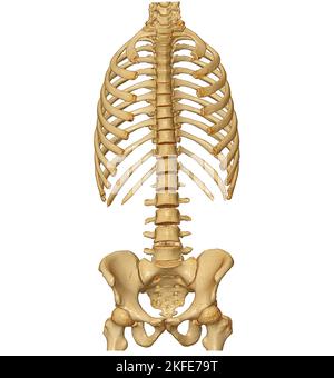 Acquisition CT du rendu du rachis complet 3D montrant le profil du rachis humain. Système musculo-squelettique corps humain. Courbe de contrôle de structure. Étude des maladies à problèmes et de la région de la Corée Banque D'Images