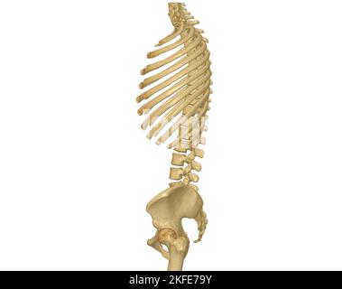 Acquisition CT du rendu du rachis complet 3D montrant le profil du rachis humain. Système musculo-squelettique corps humain. Courbe de contrôle de structure. Étude des maladies à problèmes et de la région de la Corée Banque D'Images
