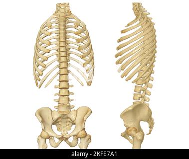 Acquisition CT du rendu du rachis complet 3D montrant le profil du rachis humain. Système musculo-squelettique corps humain. Courbe de contrôle de structure. Étude des maladies à problèmes et de la région de la Corée Banque D'Images