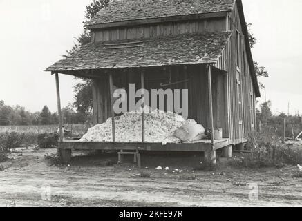 Coton sur le porche de la maison de la sharecropper, Maria plantation, Arkansas, octobre 1935. Banque D'Images