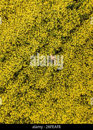 Femme en fleur champ de colza. Fleurs jaunes et femme heureuse Banque D'Images