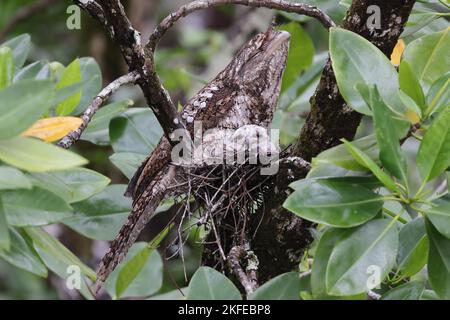 Gueule de bois et poussin sur nid, Daintree River, extrême nord du Queensland Australie Banque D'Images