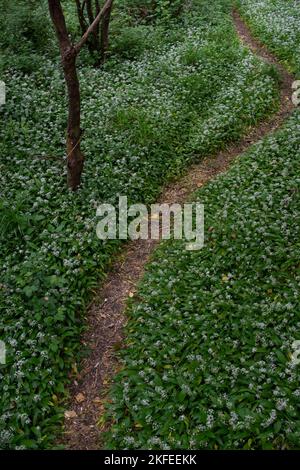 Ail sauvage, ou Ramsons (Allium ursinum) chemin à travers les bois d'en haut. Surrey, Royaume-Uni Banque D'Images