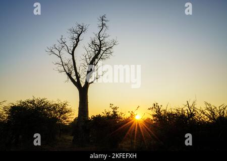 Silhouette d'arbre de baobab (Adansonia digitata), ciel bleu éclatant du coucher du soleil africain et rayons de soleil orange. Victoria Falls, Zimbabwe, Afrique Banque D'Images