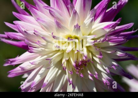 Blanc violet Dahlia 'véritable', fleur de Dahlia Banque D'Images