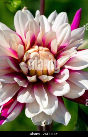 Blanc violet, fleur de Dahlia, floraison, Dahlia 'Rebeccas World', Bloom, Floraison, blanc, violet, fleur Banque D'Images