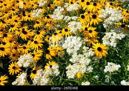 Mélangé, plantes, blanc, jaune, fleurs, Rudbeckia 'Goldsturm', Anaphalis margaritacea 'Neuschnee', lit de fleurs, Rudbeckia, Anaphalis Pegail Everdurable Banque D'Images