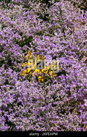 Le latifolium de Limonium, la lavande de mer et le Rudbeckia fleurissent ensemble dans le jardin Banque D'Images