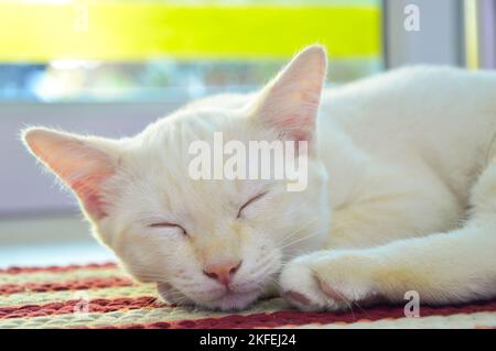 Chat à poil blanc dormant, chat endormi Banque D'Images