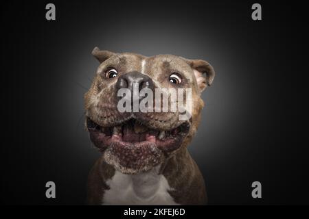 American Staffordshire Terrier Portrait Banque D'Images