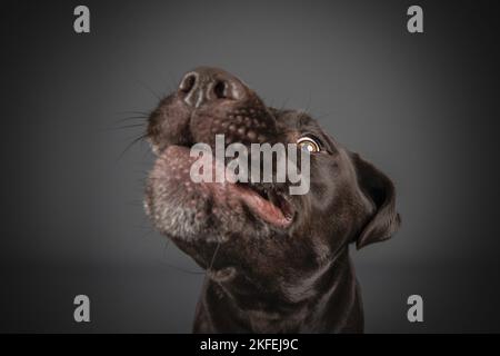 Brown Labrador Retriever Banque D'Images