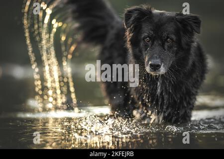 Border Collie dans l'eau Banque D'Images