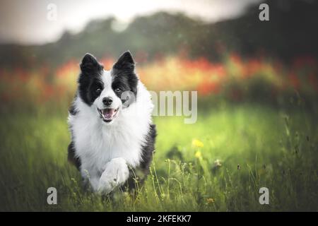 Border Collie on meadow Banque D'Images