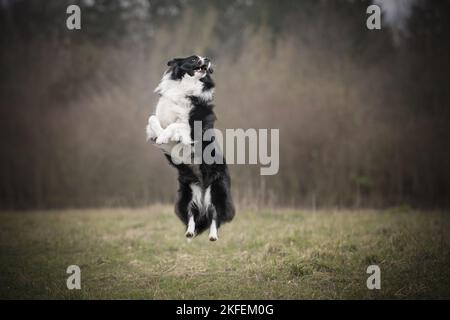 Border Collie on meadow Banque D'Images