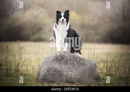 Border Collie on meadow Banque D'Images