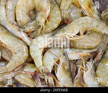 Crevettes fraîches, fruits de mer c'est un animal économique qui est très populaire. Tous les pays consomment Banque D'Images