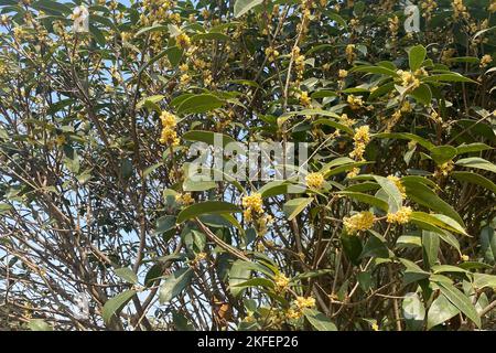 Gros plan de branches d'olivier parfumées avec de minuscules fleurs jaunes en automne Banque D'Images