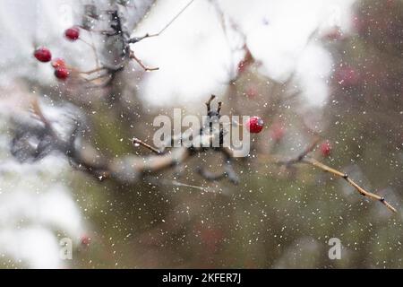 Chute de neige au-dessus d'une rose de chien Banque D'Images