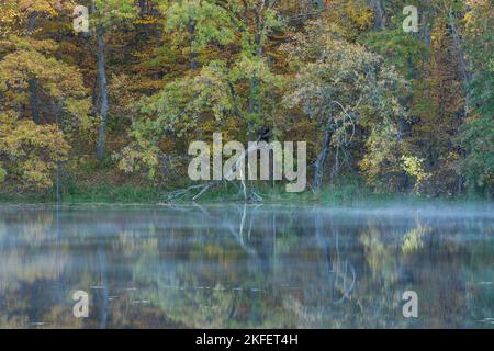 Un lac réfléchissant avec un peu de brouillard sur l'eau dans les bois pendant l'automne. Banque D'Images