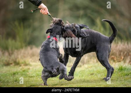 Grand Schnauzer noir et un Schnauzer miniature jouant au remorqueur avec leur propriétaire avec des pattes au large du sol Banque D'Images