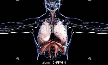 Système respiratoire humain poumons Anatomy animation concept. Poumon visible, ventilation pulmonaire, trachée, réaliste haute qualité 3D illustration médicale Banque D'Images