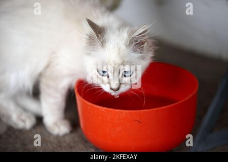 Un chat blanc de Ragdoll, Felis catus eau potable d'un bol rouge Banque D'Images