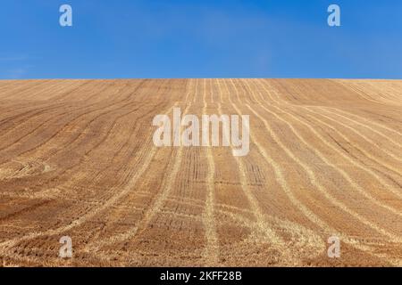 Un champ jaune lumineux sans fin fraîchement labouré avec des traces de chenilles de tracteur, s'étendant au-delà de l'horizon, où il se fond dans un ciel bleu clair d'été Banque D'Images